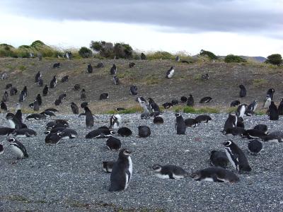 Penguin Island in the Beagle Channel