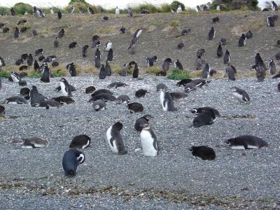 Penguins examining their tuxedo rentals