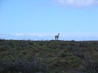 First there was one guanaco