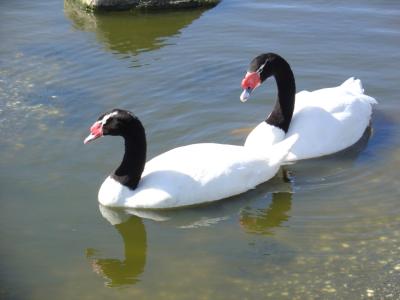 The shoe polish doesnt come off -- Black-necked swans