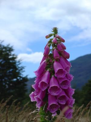 The pink bells of Patagonia -- but not indigenious