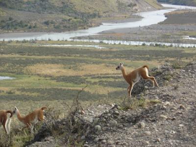 Our furry neighbors -- guanacos