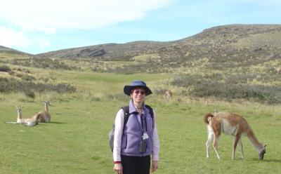 My that is a funny looking guanaco!