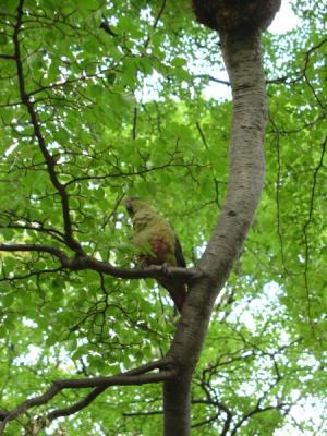 Austral parakeets