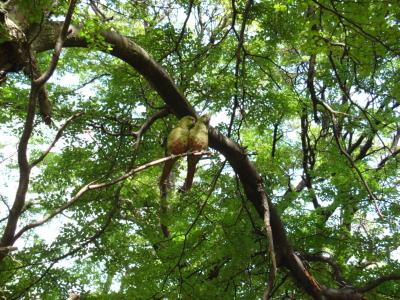 Austral parakeets entertaining the folks on the ground