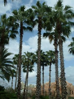 Desktop theme: Palm trees in the continent, Universal Studios, Orlando, FL