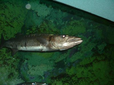 Baracuda looking prehistoric, Sea World, Orlando, FL