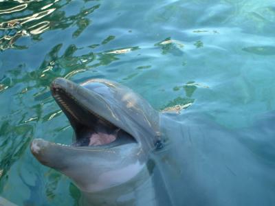 Dolphins, Sea World, Orlando, FL