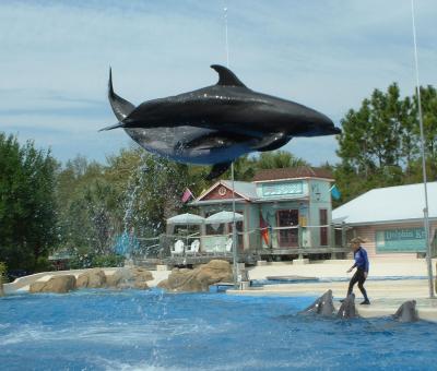 Dolphins, Sea World, Orlando, FL