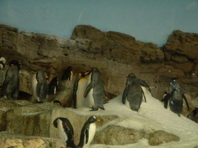 Penguins, Sea World, Orlando, FL