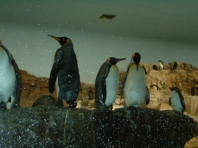 King Penguin, Sea World, Orlando, FL