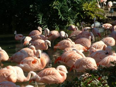 Flaming flamingoes, Sea World, Orlando, FL