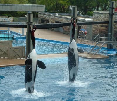 Memorable photo: Whales standing tall, Sea World, Orlando, FL