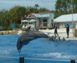 Dolphins, Sea World, Orlando, FL