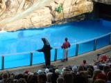 Otter and Sea Lion, Sea World, Orlando, FL