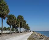 Palm trees line up the coast, Tampa