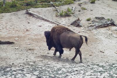 Yellowstone: Wildlife