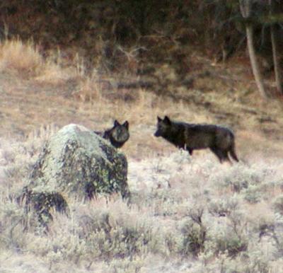 2blackwolves_edited.jpg
