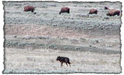 blackwolfandbuff edge 11-03.jpg