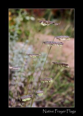 8-04nativeprayerflags.jpg