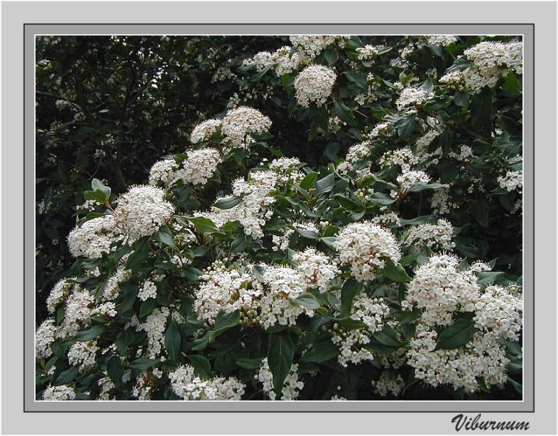 Viburnum in bloom