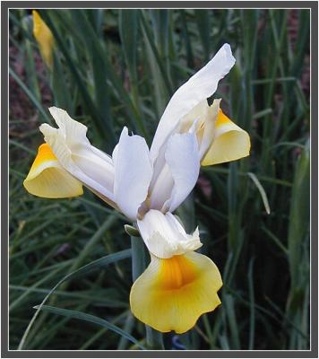 Dutch iris