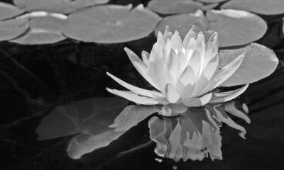 Water Lily B&W