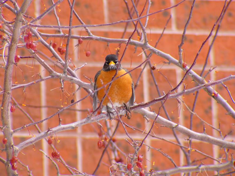 American Robin <))