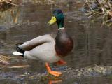 Mallard Male