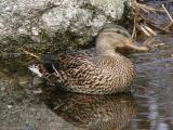 Mallard - Female