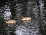 Two Ducks-Ident Unknown