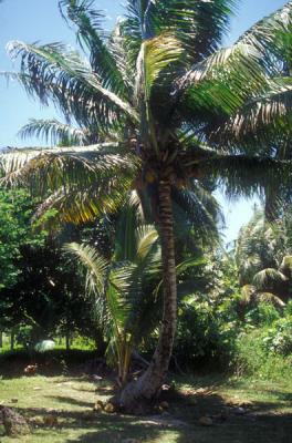 Coconut Tree in Bechiyal Village