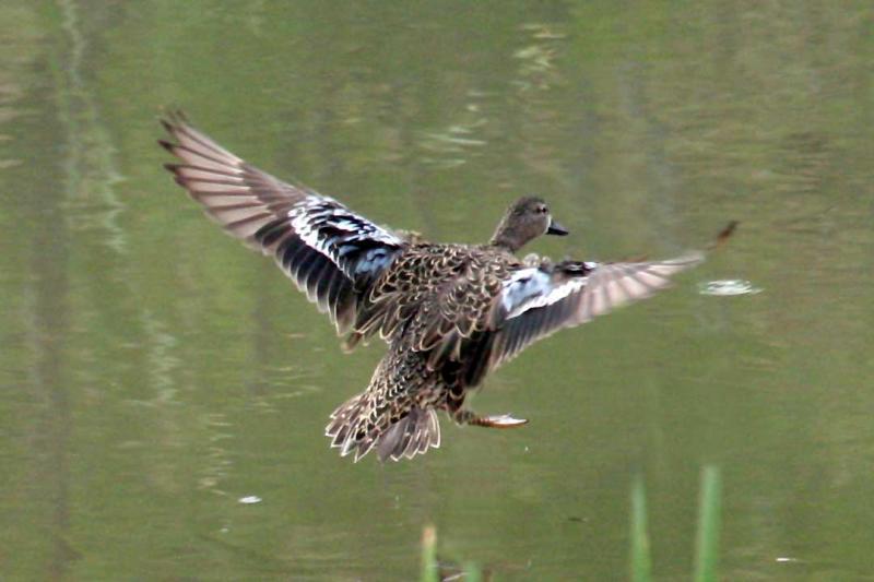 Blue winged teal female.jpg