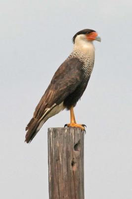 Caracara on a woodpecker post.jpg