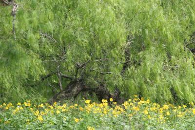 Mesquite and yellow flowers.jpg