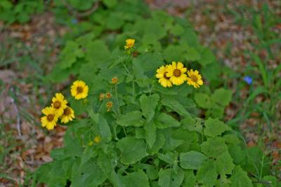 Yellow wildflower.jpg