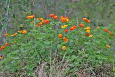 Lantana.jpg