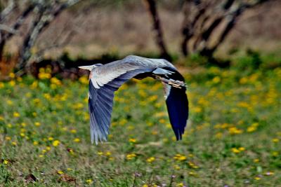 Bills Great Blue.jpg
