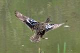 Blue winged teal female.jpg