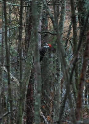 Pileated woodpecker
