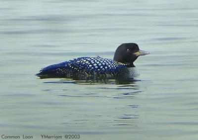 Common Loon