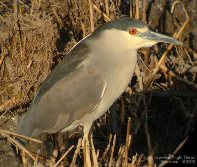 Black-crowned Night Heron