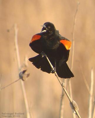 Red-winged Blackbird on Territory
