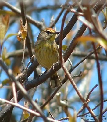 Palm Warbler