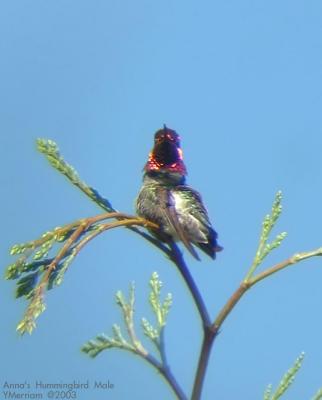 Annas Hummingbird Male