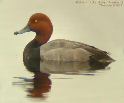 Redhead Drake