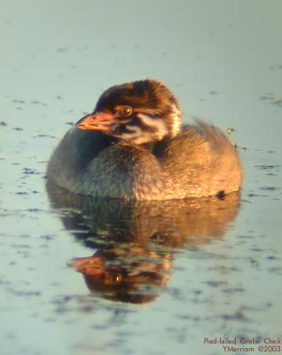 Pied-billed Grebe Chick