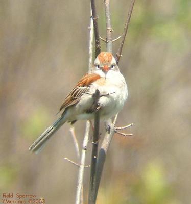 Field Sparrow