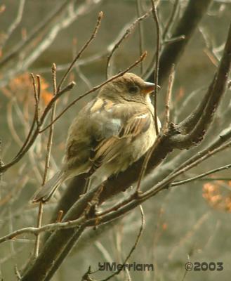 House Sparrow Female