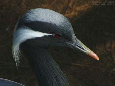 Demoiselle Crane Portrait